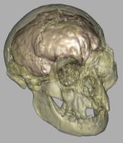 Virtual skull of the 'hobbit', with its brain cavity highlighted.