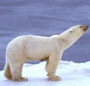 Conservationists are worried that polar bears may not be bouncing back as hunting advocates claim.