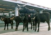 The Japanese breeding bull Kamitakafuku and his clones, which produced meat that met industry standards.