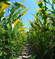 The fuel extracted from plants such as corn doesn't come without environmental problems.