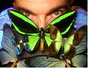 Peter Vukusic was startled by the bright lights of butterfly wings.