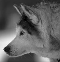 An old wolf's DNA could be living on in a world-wide tumour.