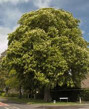 Blooming warm: a late onset of winter can cause horse chestnuts to burst into flower too soon.