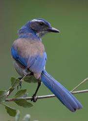 Scrub-jays are the first animals found to plan for the future - besides humans.