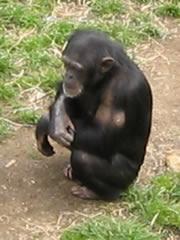 Chimps make spears to catch dinner : Nature News