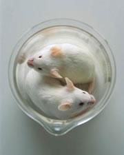 Breathe deep: inhaled anaesthetics can do funny things to mouse brains.