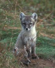 Clever as a fox? Arctic foxes didn't have the cunning to move with their changing environment.