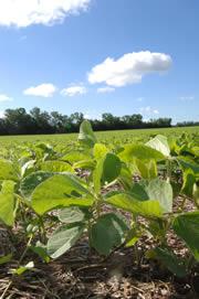 Dicamba-resistant crops could give soya farmers more options to beat weeds.