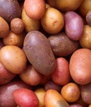 Some researchers are concerned with preserving the genetic diversity of potatoes.