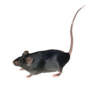 Reducing the influence of adrenaline helps mice live longer.