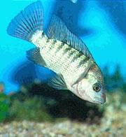 Altering their chromosomes could help deal with fishy pests.