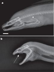 A moray eel’s second jaws lie in wait (top) before snapping out to help catch prey (bottom). Click here to watch a video.