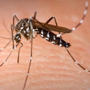 Tiger mosquitoes could bring many diseases to Europe.