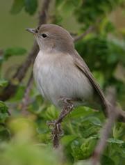 Warblers' eyes connect up to the magnetic navigation system in the brain.