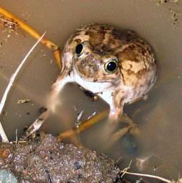 frog hybrid