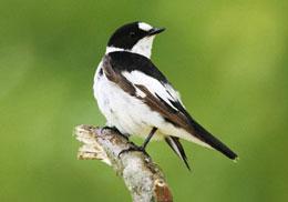 Collared flycatcher