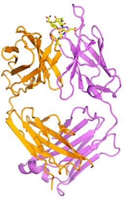 using a protein scaffold to increase size of epitope
