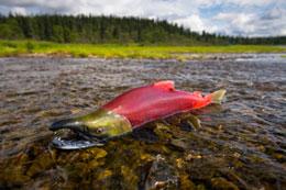 Mystery of Canada's missing salmon continues : Nature News
