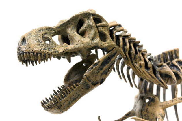 Palaeontology The Truth About T Rex Nature News Comment