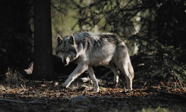 Rethinking predators: Legend of the wolf : Nature News & Comment