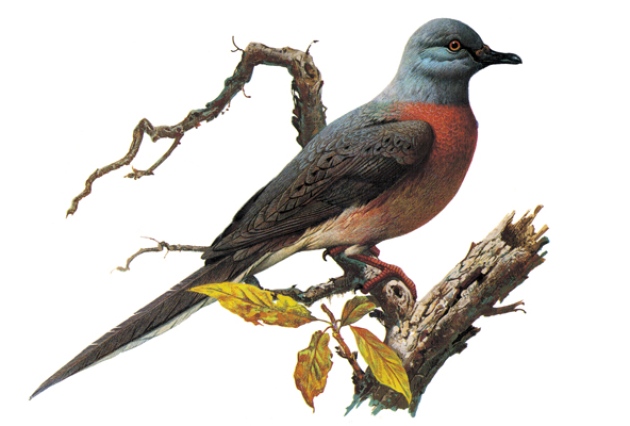 Boom And Bust Cycles Doomed Passenger Pigeon Nature News Comment