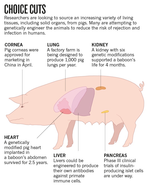 New life for pig-to-human transplants : Nature News & Comment