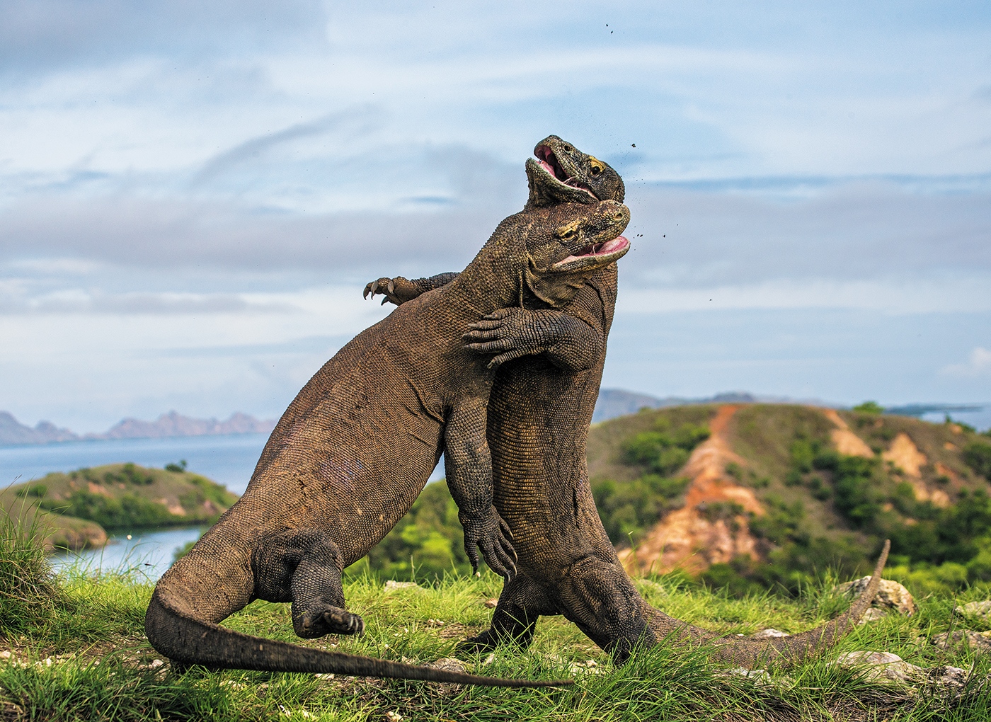 Komodo Dragons Nature News And Comment