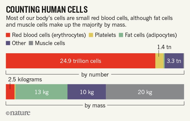 Scientists Bust Myth That Our Bodies Have More Bacteria Than Human Cells Nature News Comment