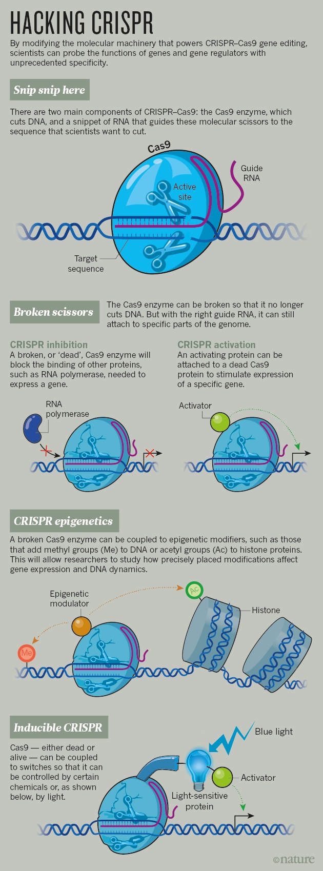 CRISPR: gene editing is just the beginning : Nature News & Comment