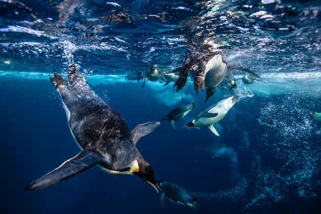 World's largest marine reserve hailed as diplomatic breakthrough : Nature  News & Comment