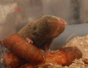 Blind Mole Rats May Hold Key To Cancer Nature News Comment