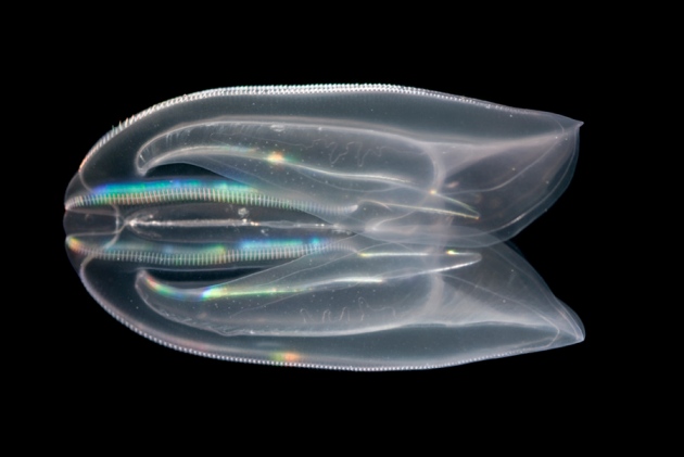 what are comb jellies