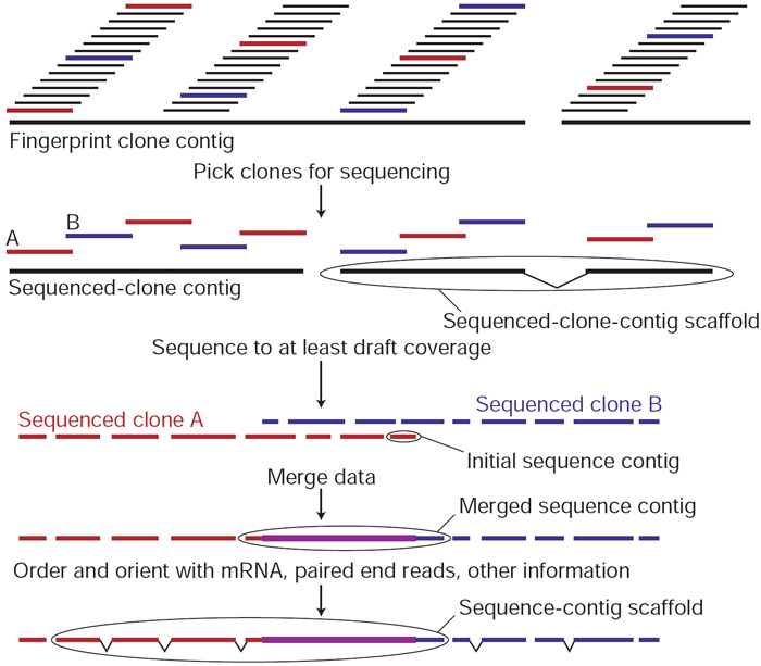 A fingerprint clone contig of overlapping clones was assembled using a computer program and is shown at the top of this diagram. The fingerprint clone contig is depicted as several short, horizontal line segments arranged in parallel. The segments are black, blue, or red. Blue and red segments represent clones with minimal overlap, which are selected for sequencing. Once these overlapping clones have been sequenced, the set is called a sequenced-clone contig. In a closer look at a portion of the sequenced-clone contig, two overlapping individual clones, labeled A and B, are sequenced to at least draft coverage. Sequenced clone A is depicted as red dashed line segments and sequenced clone B is depicted as blue dashed line segments. The data from these sequenced clones are merged to form a merged sequence contig, depicted as a purple line segment. By ordering and orienting the data with mRNA, paired end reads, and other information, the sequences are linked to form a sequence-contig scaffold.