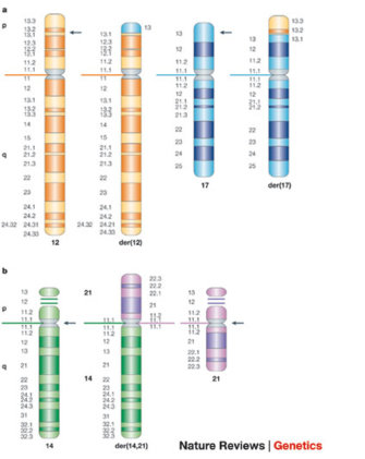 Two types of chromosomal translocations are shown in two idiograms. In panel A, the results of a reciprocal translocation are shown in two non-homologous chromosomes. At left, chromosome 12 is depicted as two vertical, orange cylinders composed of dark and light orange bands. Beside chromosome 12, chromosome 17 is depicted as two vertical, blue cylinders composed of dark and light blue bands. Chromosome 17 is approximately two-thirds the length of chromosome 12. The second cylinder of chromosome 12 contains a short blue segment from chromosome 17 at its anterior terminus, and the second cylinder in chromosome 17 contains an orange segment from chromosome 12 at its anterior terminus. In panel B, the results of a Robertsonian translocation are shown in two non-homologous chromosomes. At left, chromosome 14 is depicted as a vertical, green cylinder composed of dark and light green bands. At right, chromosome 21 is depicted as a vertical, purple cylinder composed of dark and light purple bands. A third chromosome between chromosomes 14 and 21 is a derivative chromosome, containing a green-banded arm below the centromere, and a purple-banded arm above the centromere.