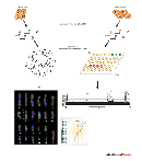 This diagram shows the steps in the comparative genome hybridization procedure. The procedure is shown in tumor cells on the left and in normal cells on the right. Tumor cells are depicted as misshapen orange pentagons with a circular grey nucleus at their center. Normal cells are depicted as orange ovals with a grey nucleus. DNA extracted from the cells is amplified and labeled. Tumor cells receive a green label, and normal cells receive a red label. The DNA from tumor cells is then hybridized to a metaphase spread, depicted as scattered chromosomes. The DNA extracted from normal cells is hybridized to a BAC array. The BAC array is depicted as five rows of seven dots arranged in a square. The dots are either yellow, green, or red. An array of multicolored chromosomes is shown in an inset photomicrograph at bottom left. Two data profiles are shown as inset diagrams at bottom right.