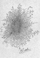 A black and white light microscope image depicts bacterial DNA condensed into a ball of supercoiled chromatin. The chromatin appears tightly packed at the center of the drawing but is more loosely coiled, like unwound thread, the farther the DNA extends from the center.