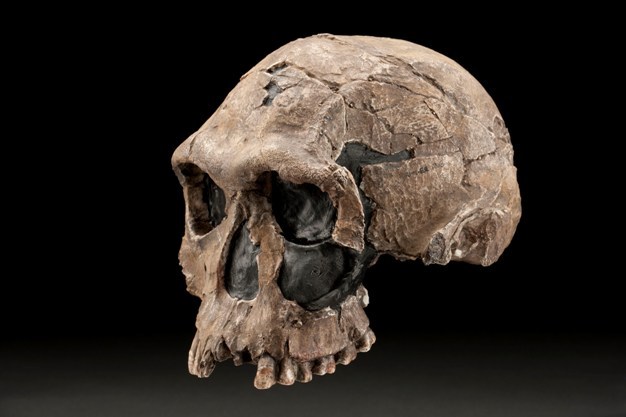 Photograph of a cast of KNM-ER 1813, a 1.9 million-year-old <i>Homo habilis</i> skull from Koobi Fora, Kenya.