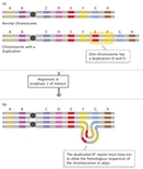 Two schematic diagrams show a normal chromosome above a chromosome with a duplication. In panel A, the chromosomes are each depicted as two horizontal grey cylinders in parallel, connected by a grey circle. In the normal chromosome, eight rectangles of different colors represent regions A through H, ordered alphabetically from left to right. In the chromosome with a duplication, ten colored rectangles are shown. The DNA bases containing regions E and F have been duplicated, so that rectangles appear along the duplicated chromosome as follows: A, B, C, D, E, F, E, F, G, H. In panel B, the normal chromosome and the chromosome with a duplication are shown aligned during phrophase 1 of meiosis. Because the chromosome with a duplication is longer than the normal chromosome, the duplicated EF region must loop out to allow the homologous sequences of the chromosomes to align.