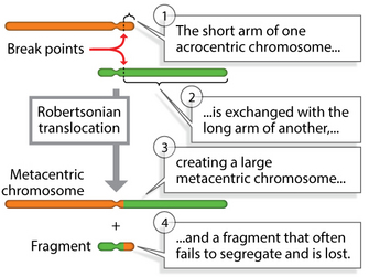 A diagram shows a Robertsonian translocation between two chromosomes: one orange chromosome and one green chromosome. The chromosomes are depicted as horizontal rectangles with an invagination that represents the centromere. The centromere divides the chromosome into two parts: a long arm and a short arm. In a Robertsonian translocation, the short arm of one acrocentric chromosome is exchanged with the long arm of another acrocentric chromosome at their respective break points. The result is a large metacentric chromosome that contains the long arm of the green chromosome and the long arm, centromere, and a small portion of the short arm of the orange chromosome. The fragment that contains the short arm, centromere, and a small portion of the long arm of the green chromosome and the short arm of the orange chromosome often fails to segregate and is lost.