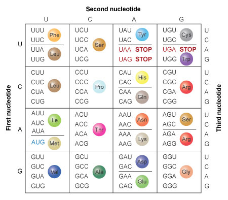 Nucleic Acids to Amino Acids: DNA Specifies Protein | Learn Science at  Scitable