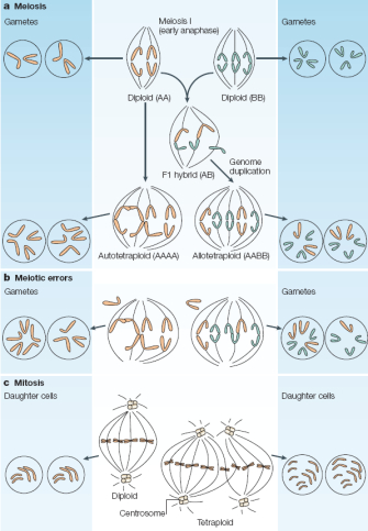 This three-panel diagram shows the chromosomal composition and behavior of diploids and derived polyploids during meiosis and mitosis. In panels A and B, the events during meiosis I in early anaphase are shown in the center, and the gametes are shown on each side. In panel C, the events during mitosis are shown in the center, and the daughter cells are shown on each side.