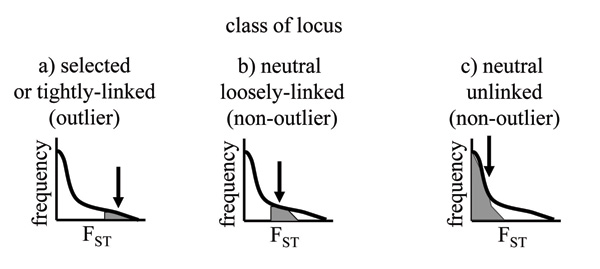 Three arbitrary classes of loci embedded within a continuous distribution of F<sub>ST</sub> values