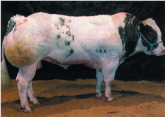 A photograph shows a white cow standing side-on with respect to the camera on a black surface covered with grain. It has black patches on its tail, abdomen, shoulders, and face and has an abnormally enlarged mass of muscle on the back of its neck, its shoulders, and its hindquarters.