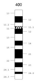 A schematic diagram shows bands along a chromosome. The chromosome is depicted as a thick, vertical rectangle with a slight indentation approximately one-fourth of the way down from the top of the chromosome. This indentation corresponds to the centromere and is marked by a hatched band. Thirteen solid black and solid white bands of varying thicknesses are visible along the length of the chromosome and are marked by numbers that correspond to their placement along the chromosome.